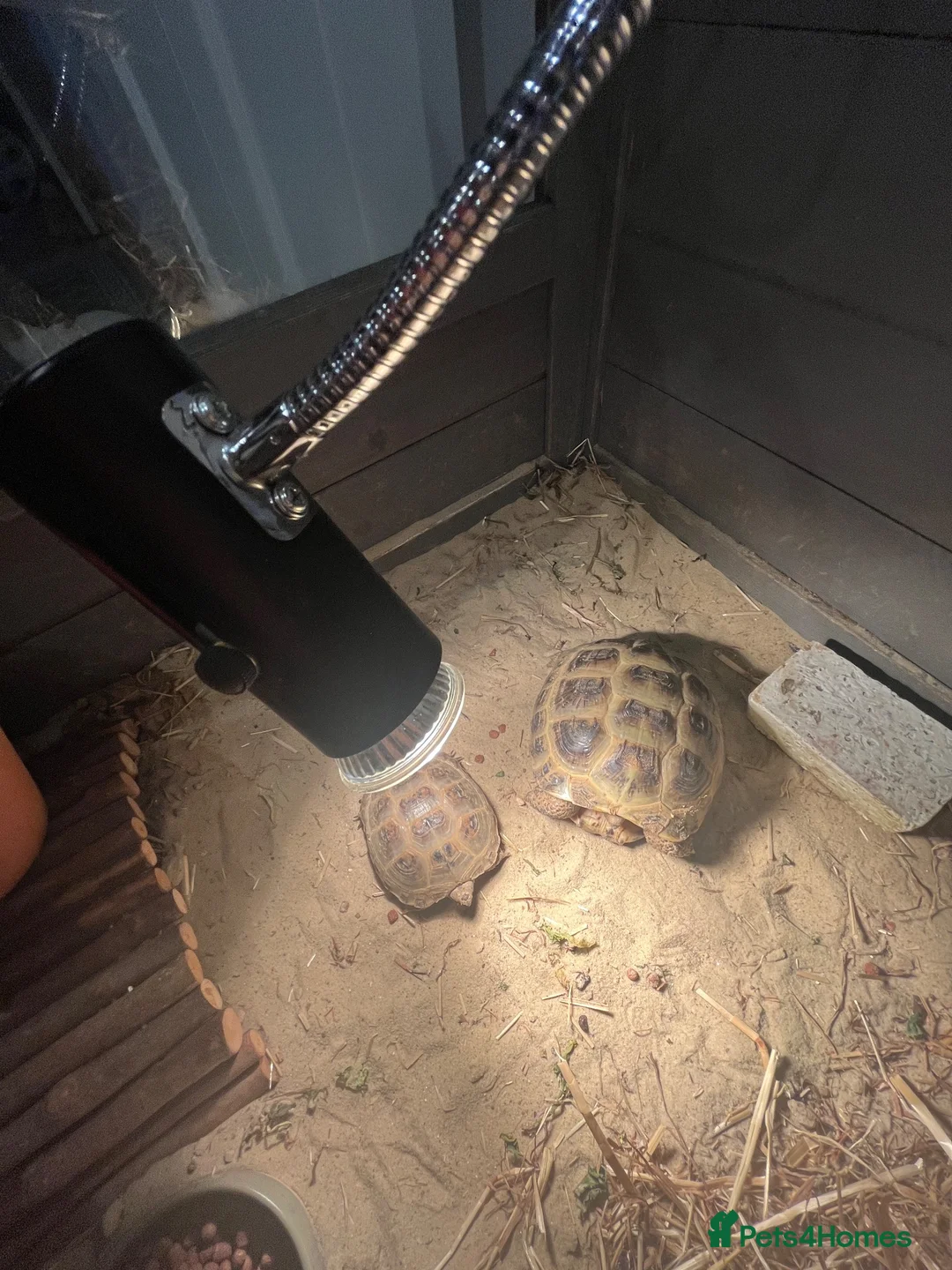 Tortoise reptiles for sale: Two Tortoises for sale in Norwich - Advert 2