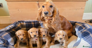 Cocker Spaniel dogs - Advert 16