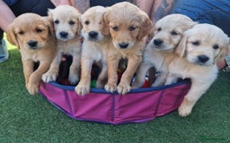 Golden Retriever dogs for sale: 10 Gorgeous Golden Retrievers 🐶❤️-Health & Hip ✅ - Image 1