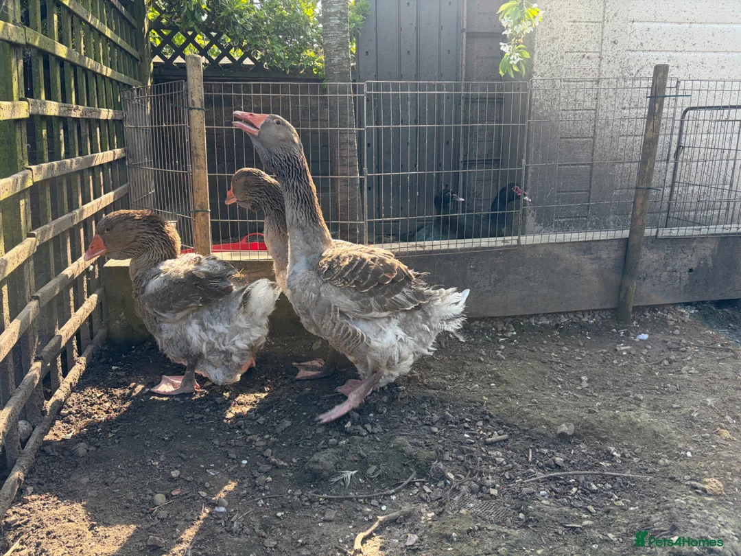 Geese poultry for sale: 3 exhibition Toulouse ganders  in Bedworth - Advert 5