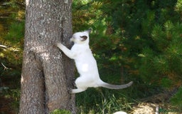 Siamese cats for sale: Siamese Kittens - Image 10