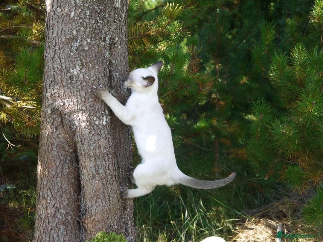 Siamese cats for sale: Siamese Kittens - Image 10