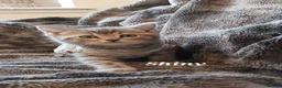 British Shorthair cats for sale: British Shorthair Boy - Advert 12