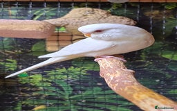 Budgerigars birds for sale: Young budgerigars for sale. - Image 17