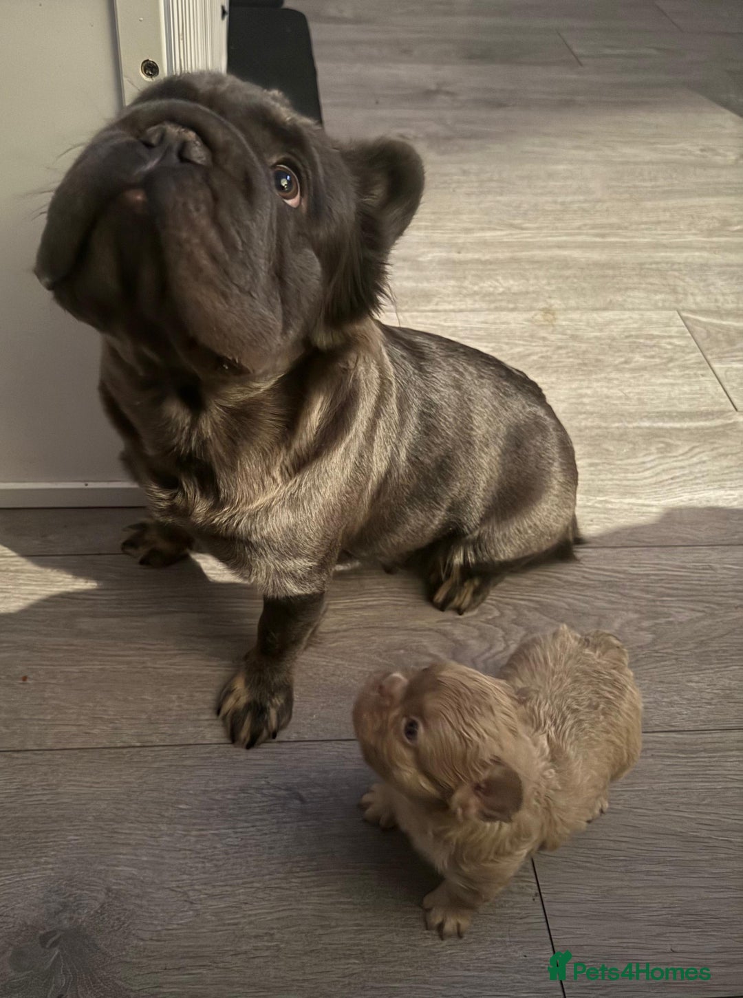 French Bulldog dogs for sale: Adorable fluffy frenchies ready for loving homes - Advert 15