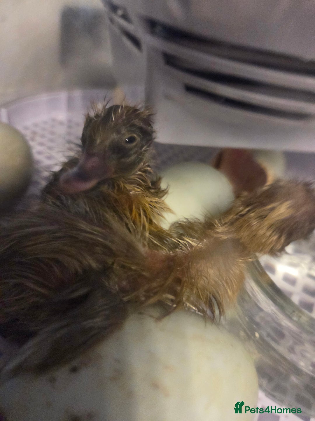 Ducks poultry for sale: Rare colour Pure bred silver runner Ducks  - Advert 10