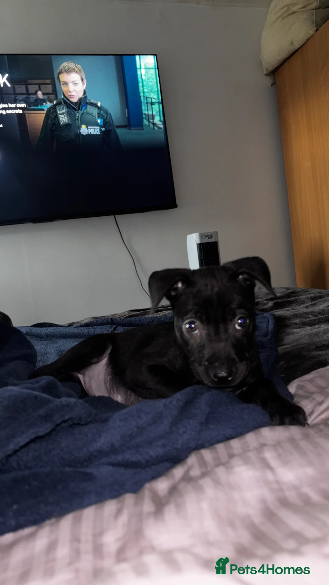 Mixed Breed dogs for sale: Sharpei/ cane corso staff puppy - Advert 7