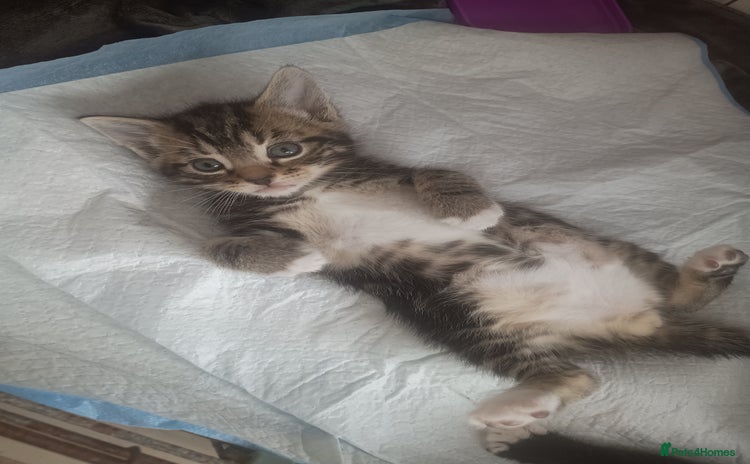 Mixed Breed cats - Advert 15