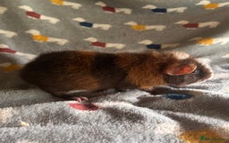 Guinea Pig rodents for sale: Lovely Teddy and Coronet baby Guinea pigs - Image 22