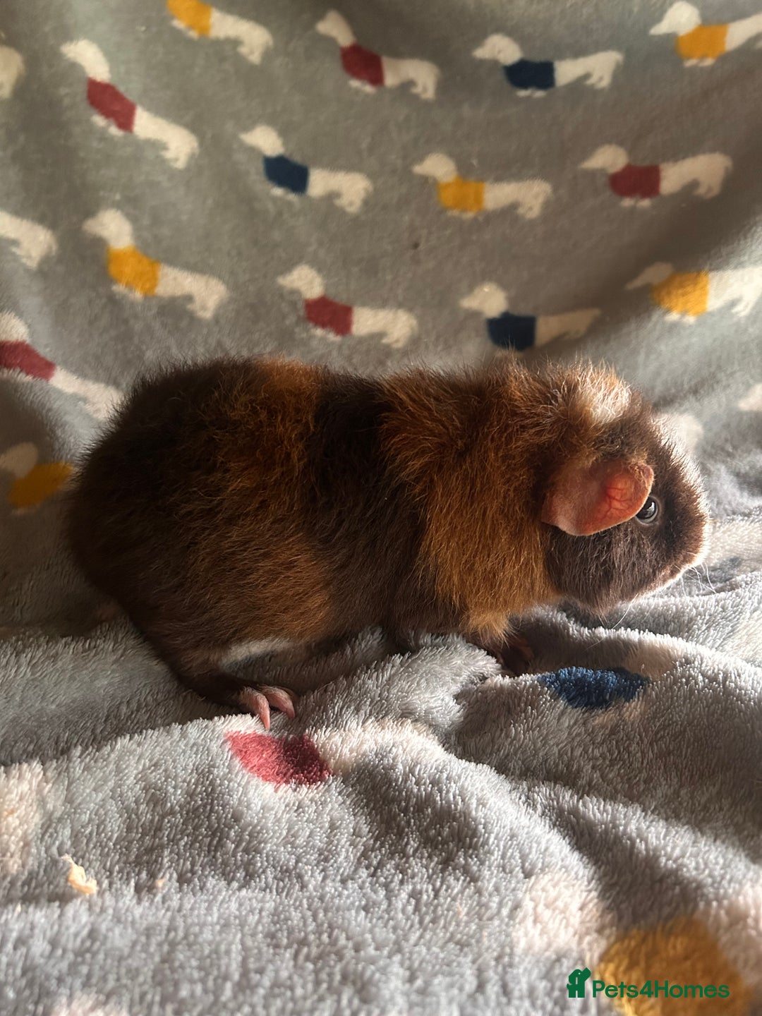 Guinea Pig rodents for sale: Lovely Teddy and Coronet baby Guinea pigs - Image 22