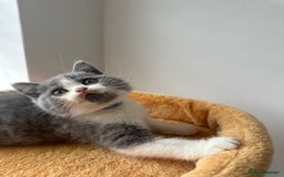 British Shorthair cats for sale: 🐻 STUNNING GIRL GCCF REGISTERED REDUCED LAST 1 🐻 - Image 23