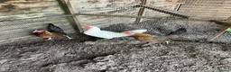 Chickens poultry for sale: Rare Ayam Ketawa (Laughing Chickens) for Sale - Advert 2