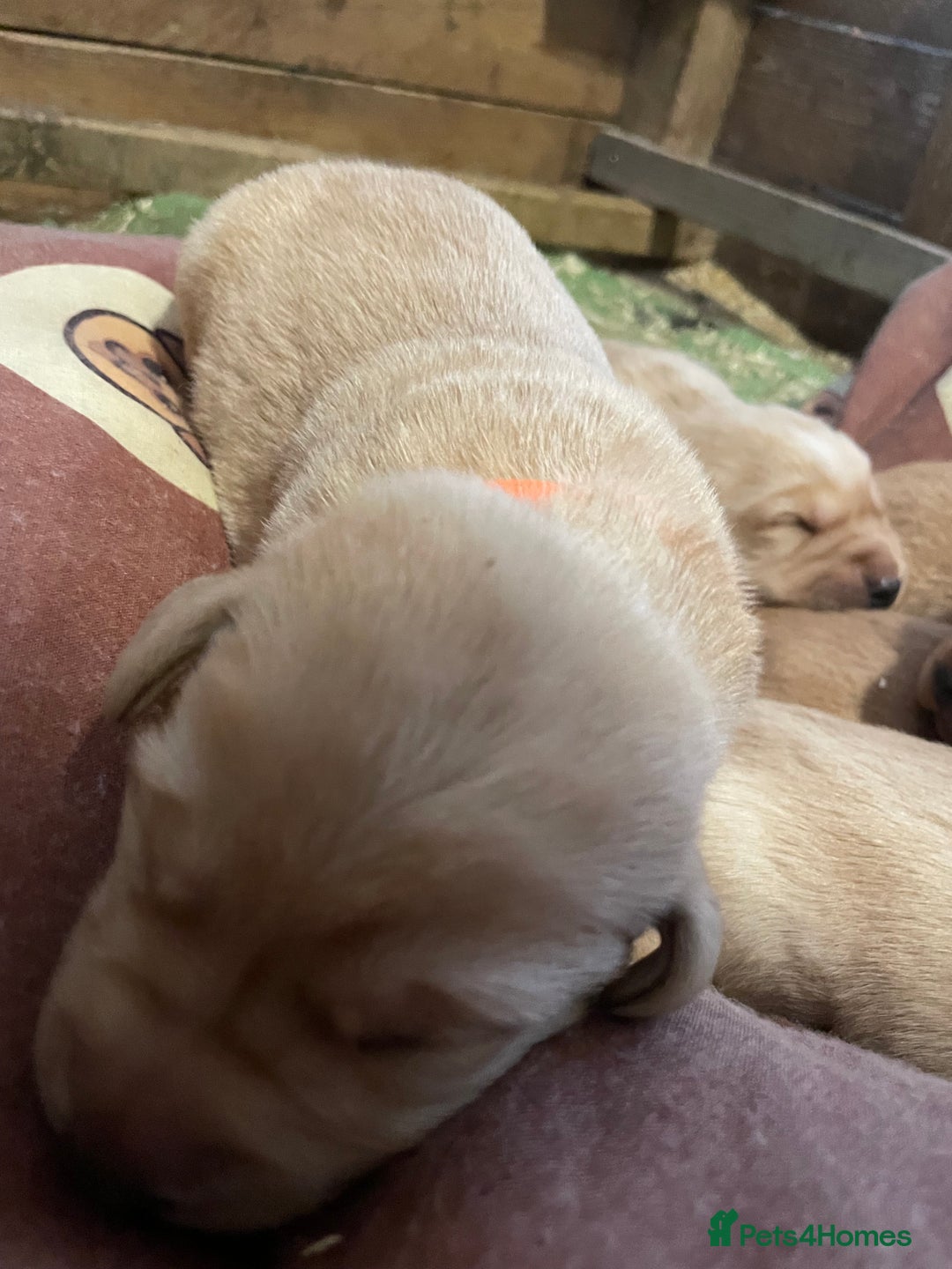 Labrador Retriever dogs for sale: KC Labrador pups ready 5th Jan 26 - Advert 9