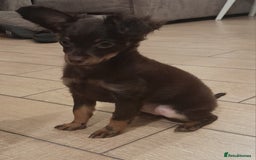 Russian Toy Terrier dogs for sale: Purebred Russian Toy long-haired - Image 14