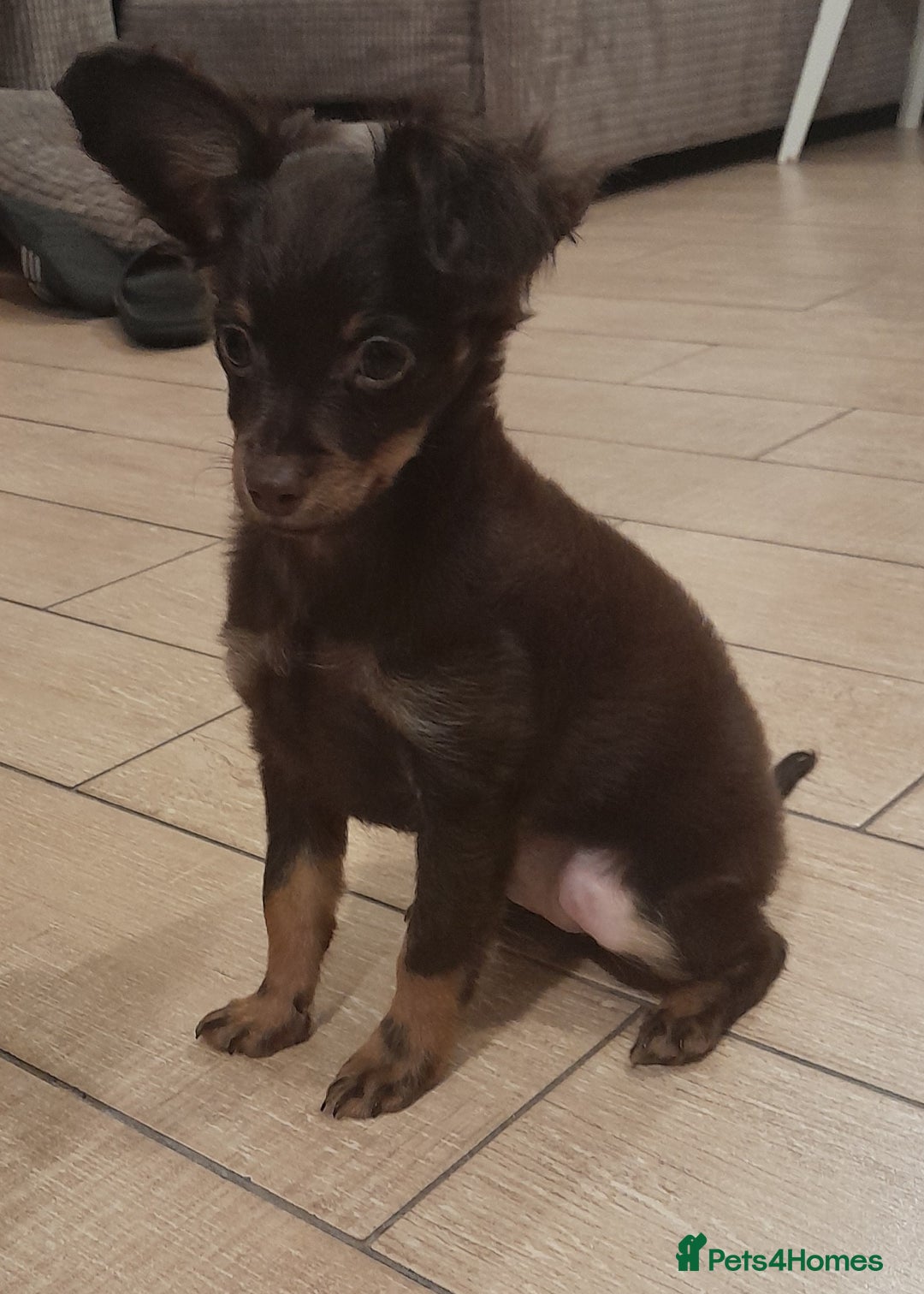 Russian Toy Terrier dogs for sale: Purebred Russian Toy long-haired - Image 14