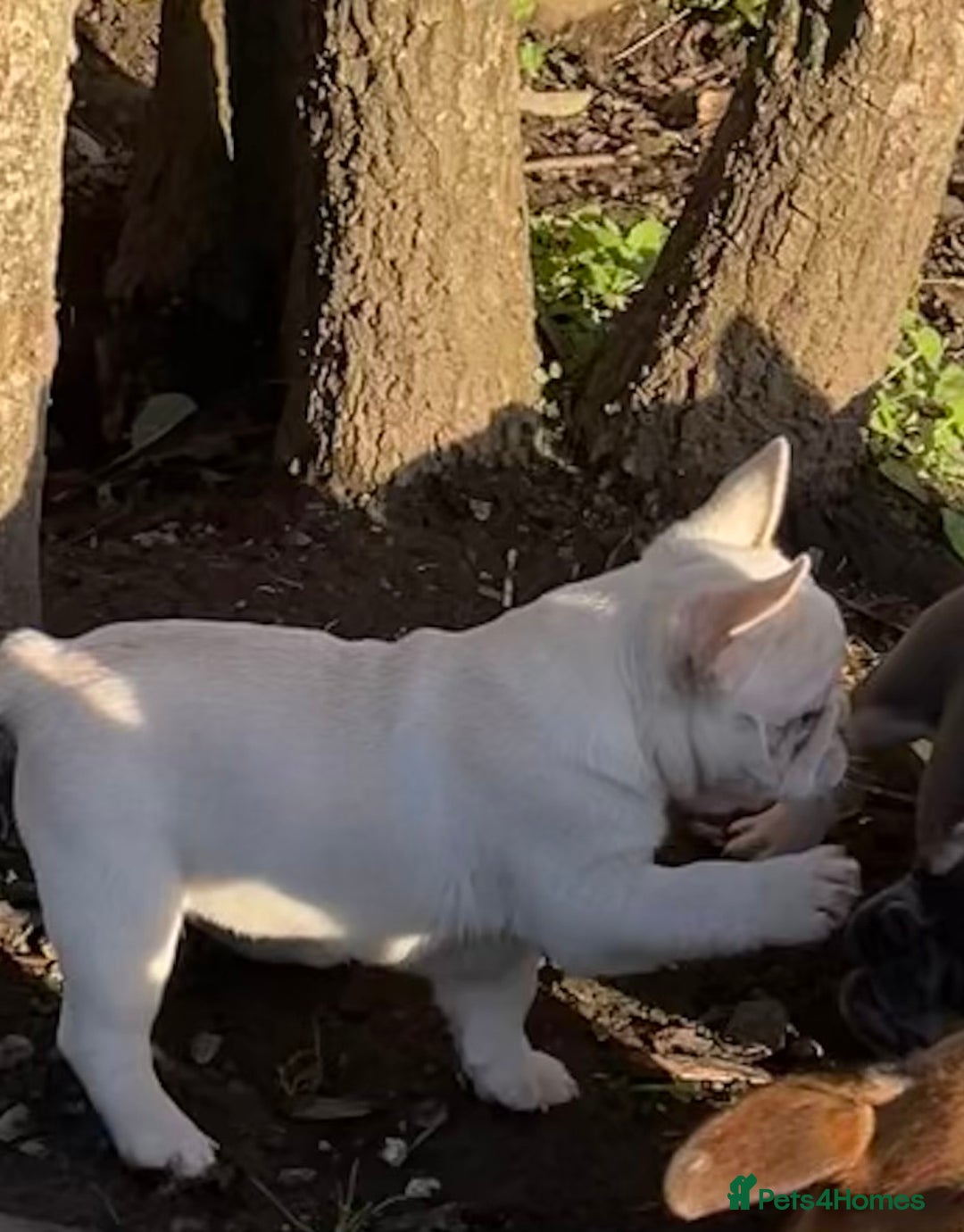 French Bulldog dogs for sale: KC REGISTERED QUALITY FRENCH BULLDOG PUPPIES  - Advert 25