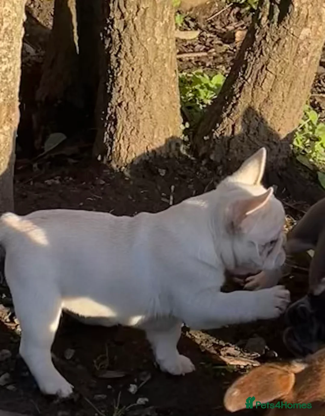 French Bulldog dogs for sale: KC REGISTERED QUALITY FRENCH BULLDOG PUPPIES  - Advert 25