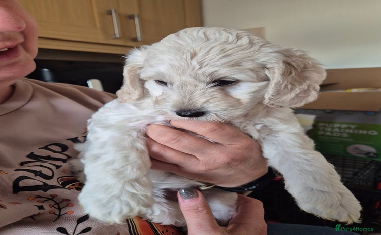 Cockapoo dogs - Advert 9