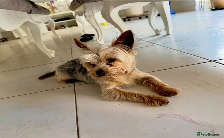 Yorkshire Terrier dogs - Advert 1