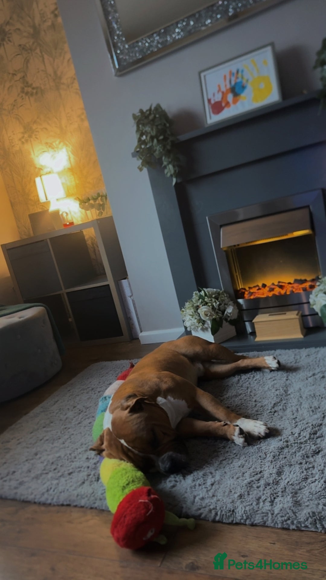 American Bull Staffy dogs for sale: Male American staff - Image 4