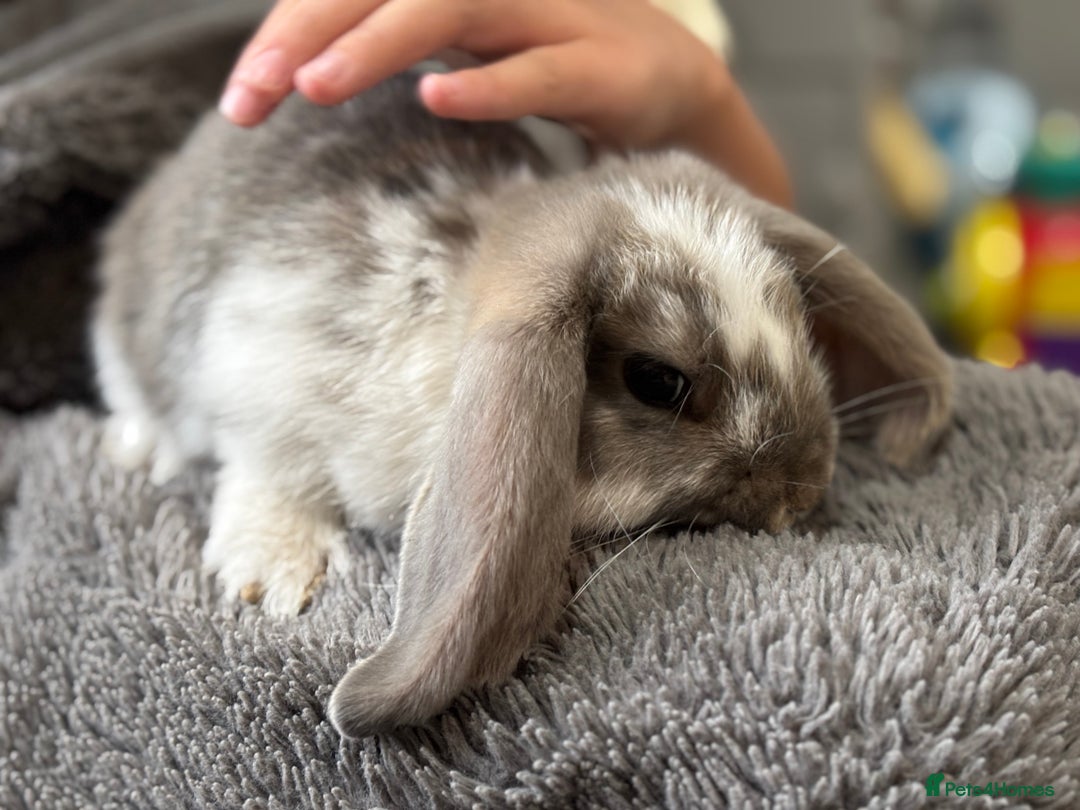 French Lop rabbits for sale: Male giant French lop - Image 2