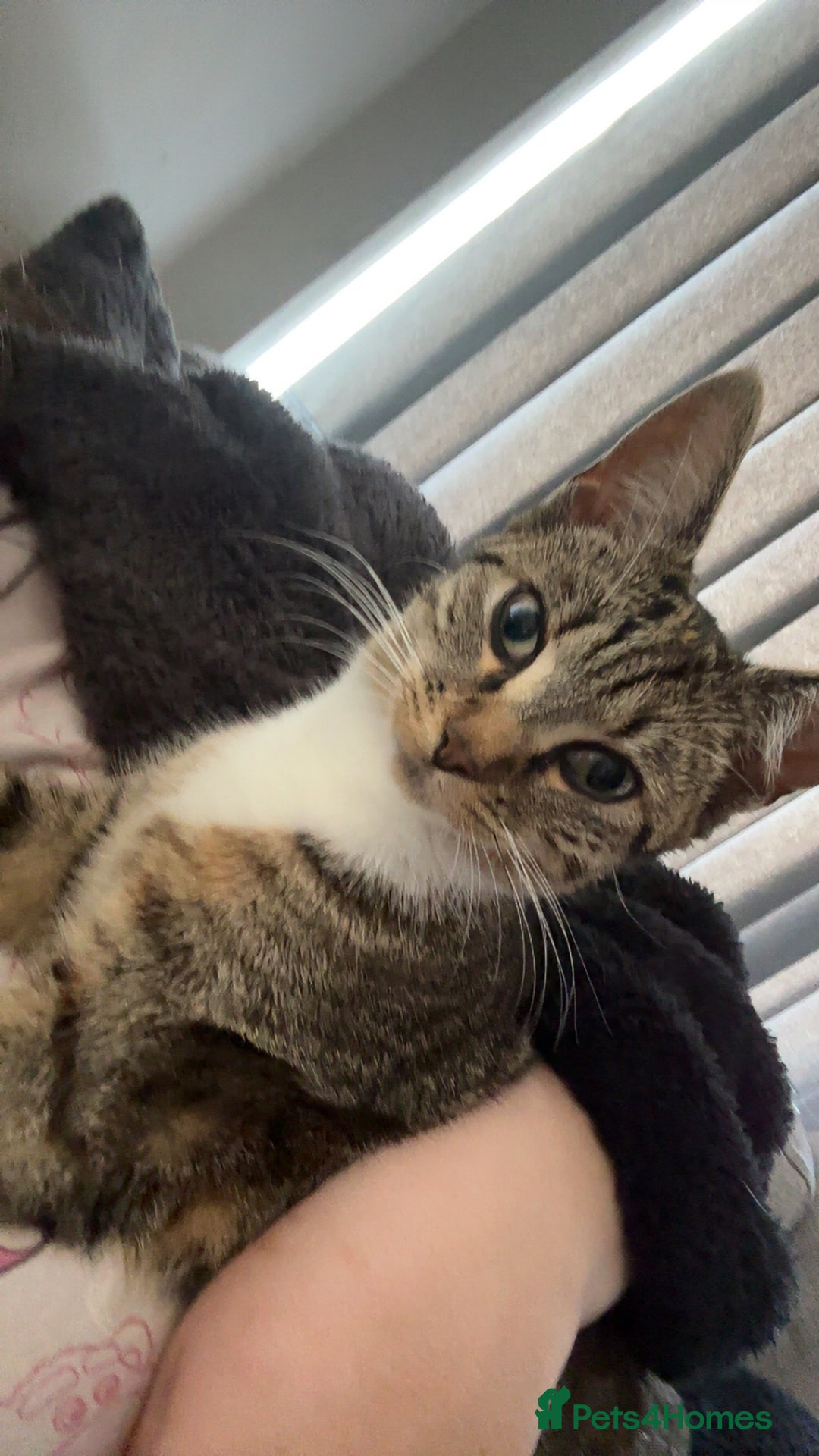 Bengal cats for sale: 3 ginger kittens for sale !!  - Image 4