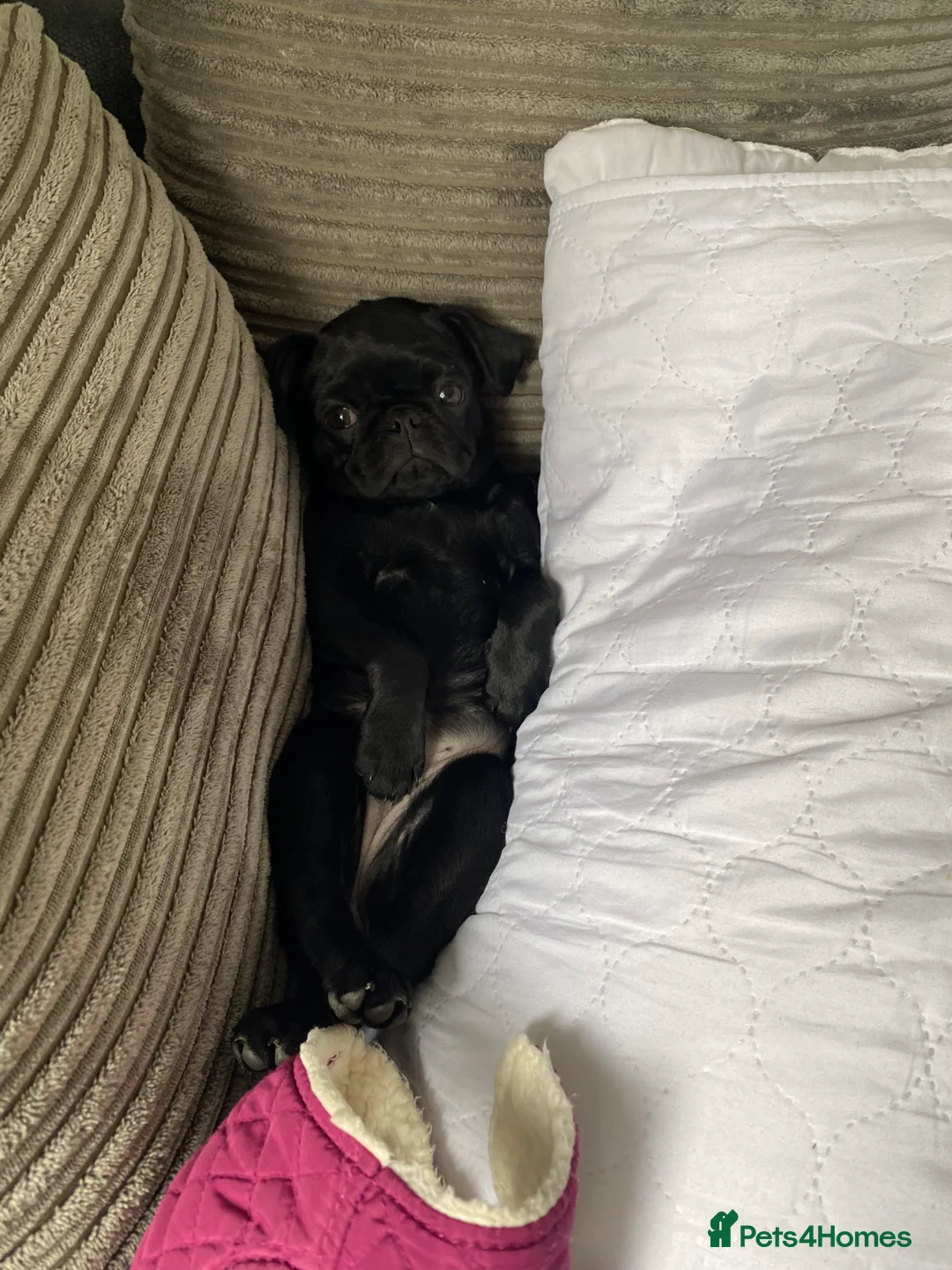 Pug dogs for sale: Black Kc registered Pug - Advert 5