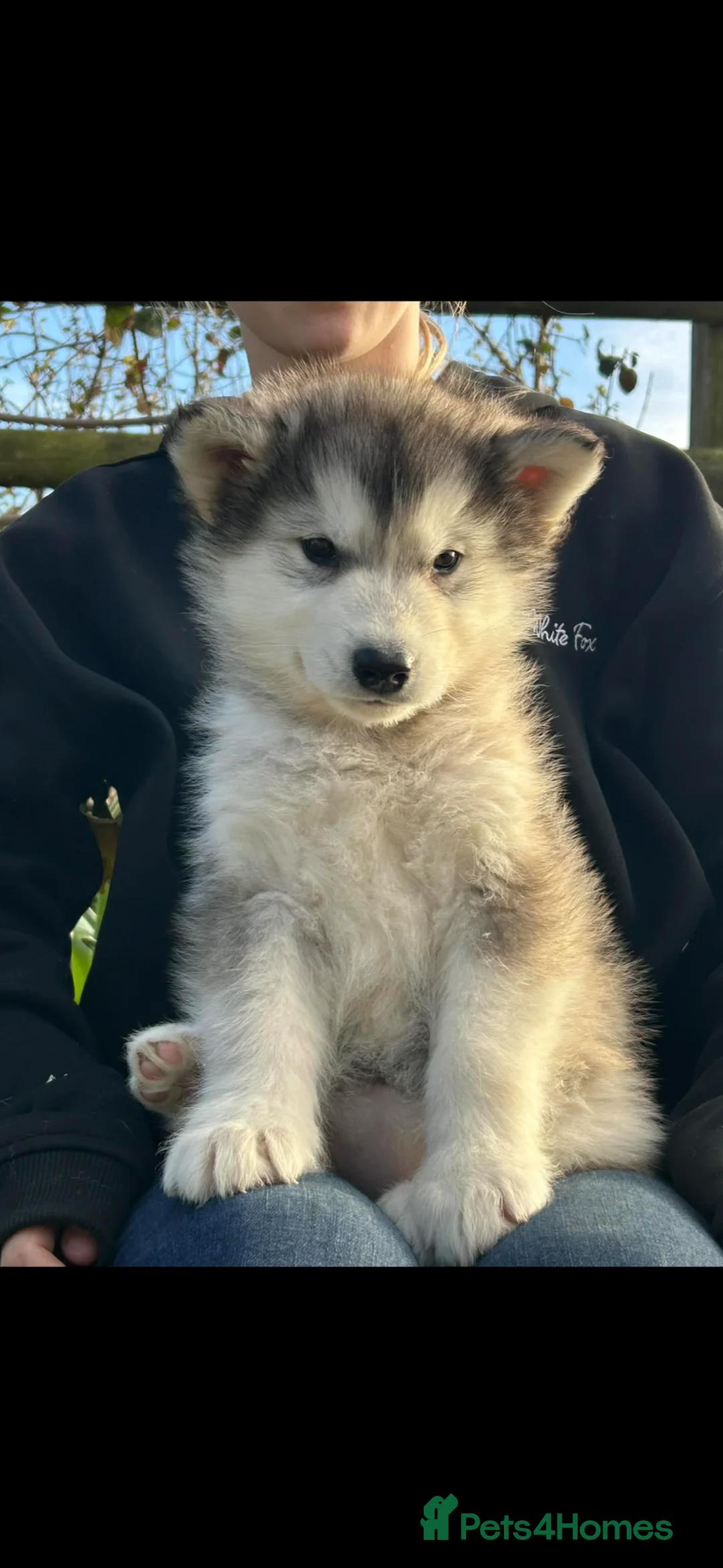 Alaskan Malamute dogs for sale: Alaskan Malamute puppies  in Sittingbourne - Advert 1