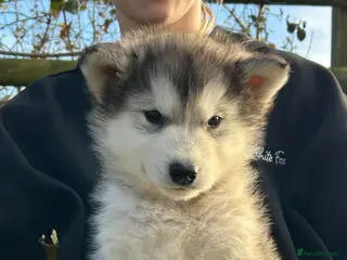 Alaskan Malamute dogs Alaskan Malamute puppies - Advert 3