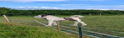 Irish Cob horses for sale: Mini cob filly foal - Advert 4