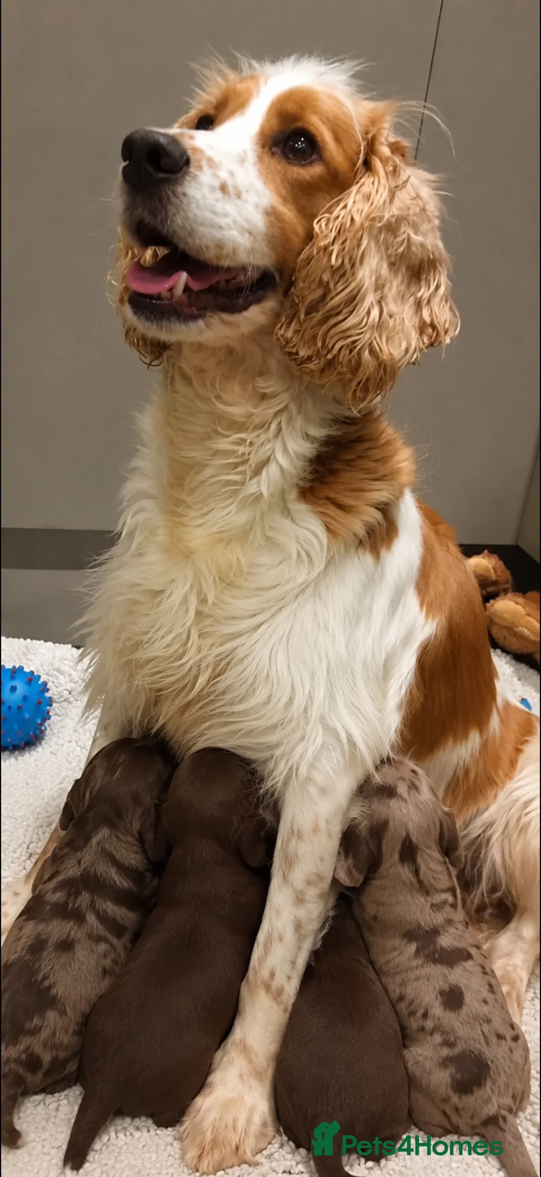 Cockapoo dogs for sale: F1 AMAZING COCKERPOO  - Advert 18