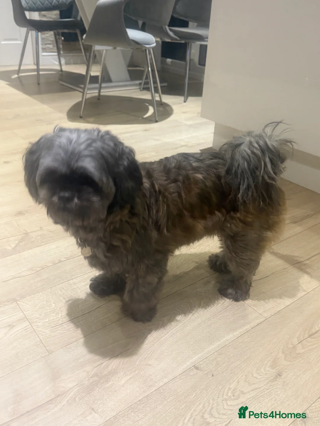 Shih Tzu dogs for sale: Female shihtzu for rehome - Advert 5