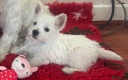 West Highland Terrier dogs for sale: 4 stunning west highland terrier puppies for sale - Image 6