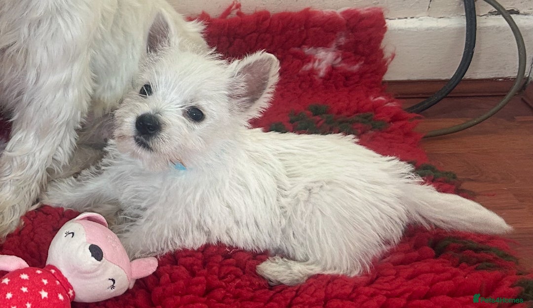 West Highland Terrier dogs for sale: 4 stunning west highland terrier puppies for sale - Image 6
