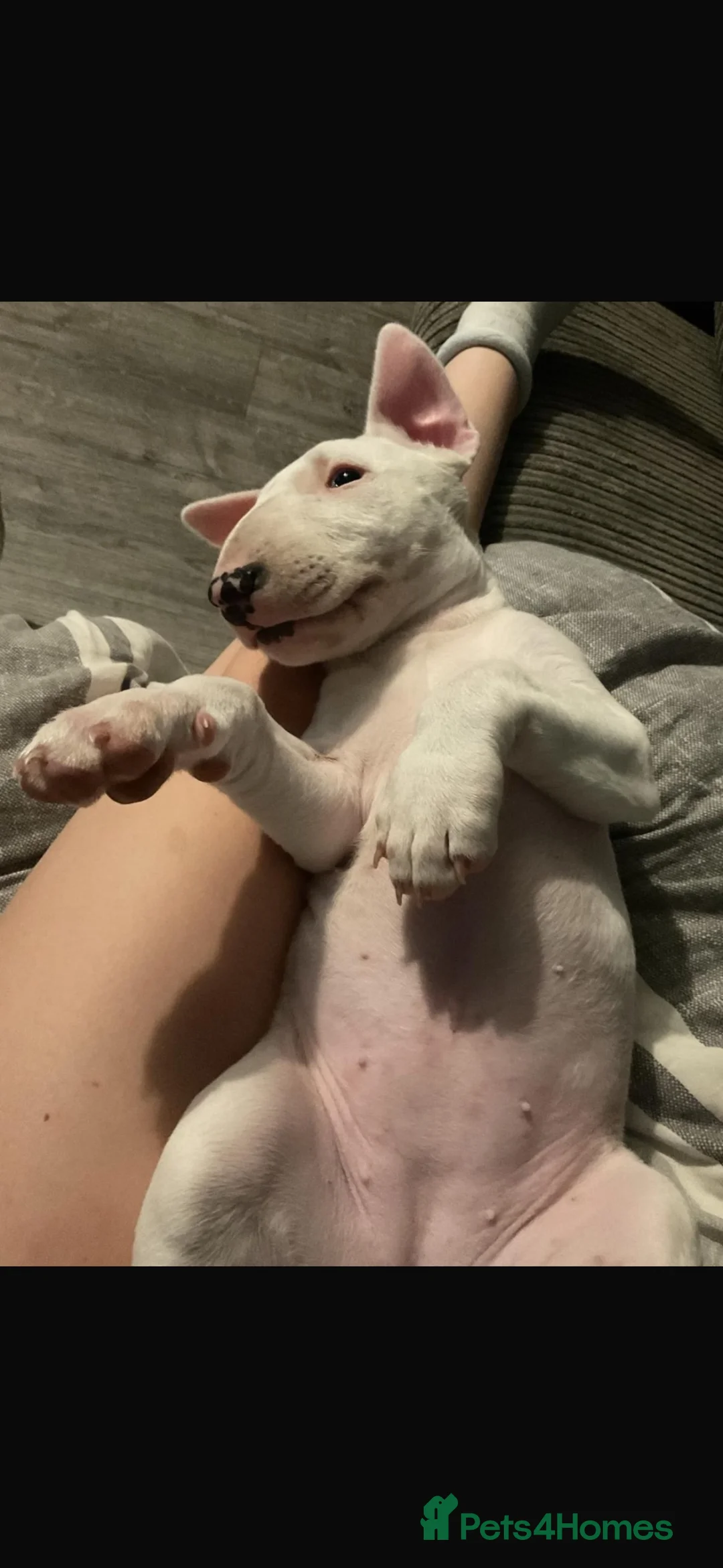English Bull Terrier dogs for sale: Full white English bull terrier female  - Advert 4