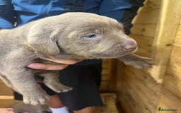 Labrador Retriever dogs for sale: Silver Labrador puppy’s  - Image 8