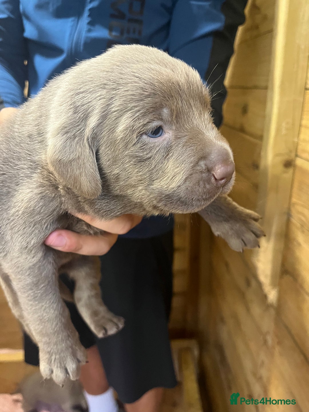 Labrador Retriever dogs for sale: Silver Labrador puppy’s  - Image 8
