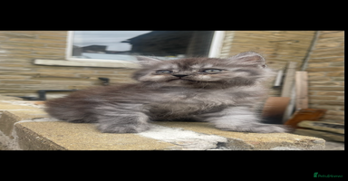 Persian cats - Advert 7
