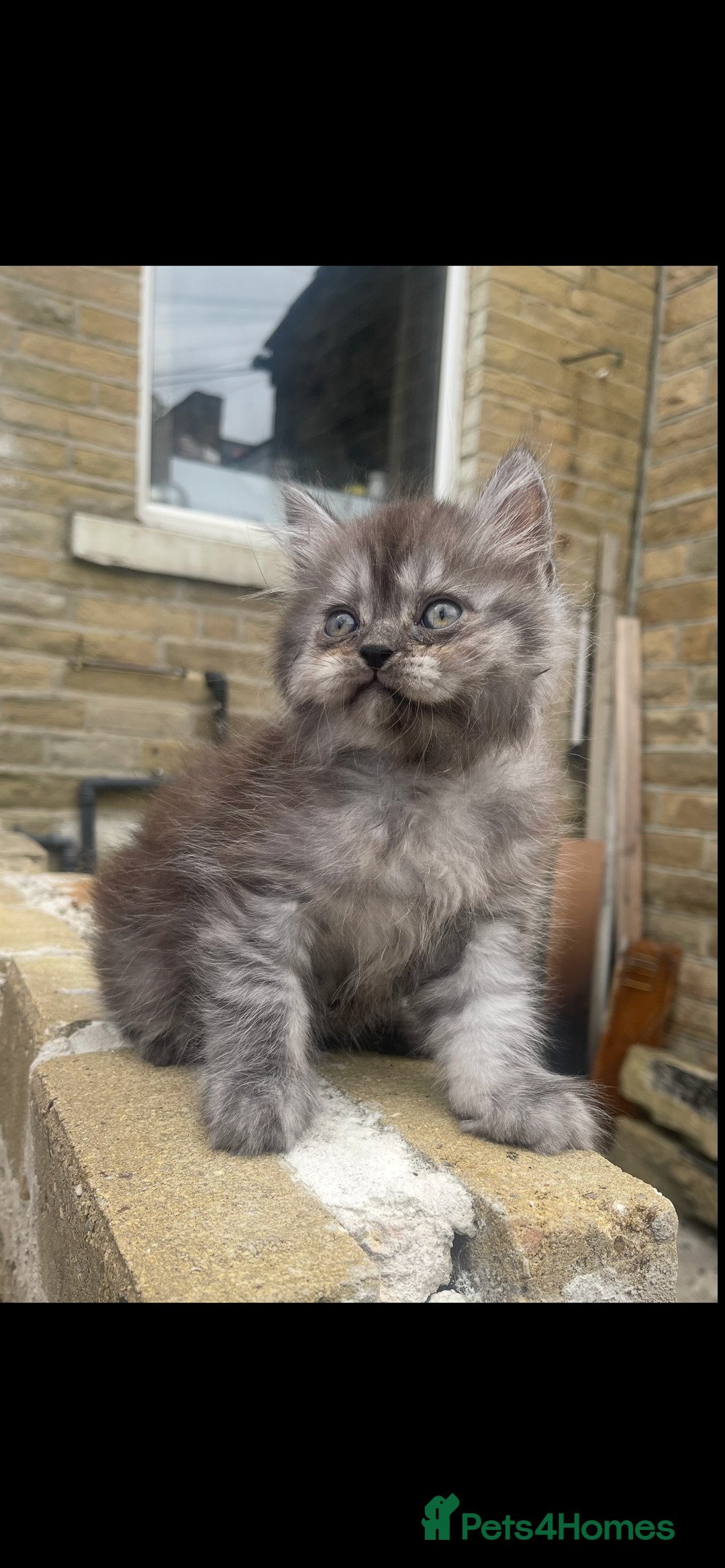 Persian cats for sale: Purebred Persian kitten  - Image 2