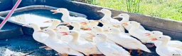 Ducks poultry for sale: CALL DUCKS X WITH WHITE MALLARD  - Advert 2