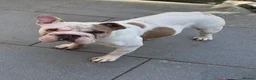 French Bulldog dogs for sale: French Bulldog Pair - Advert 18