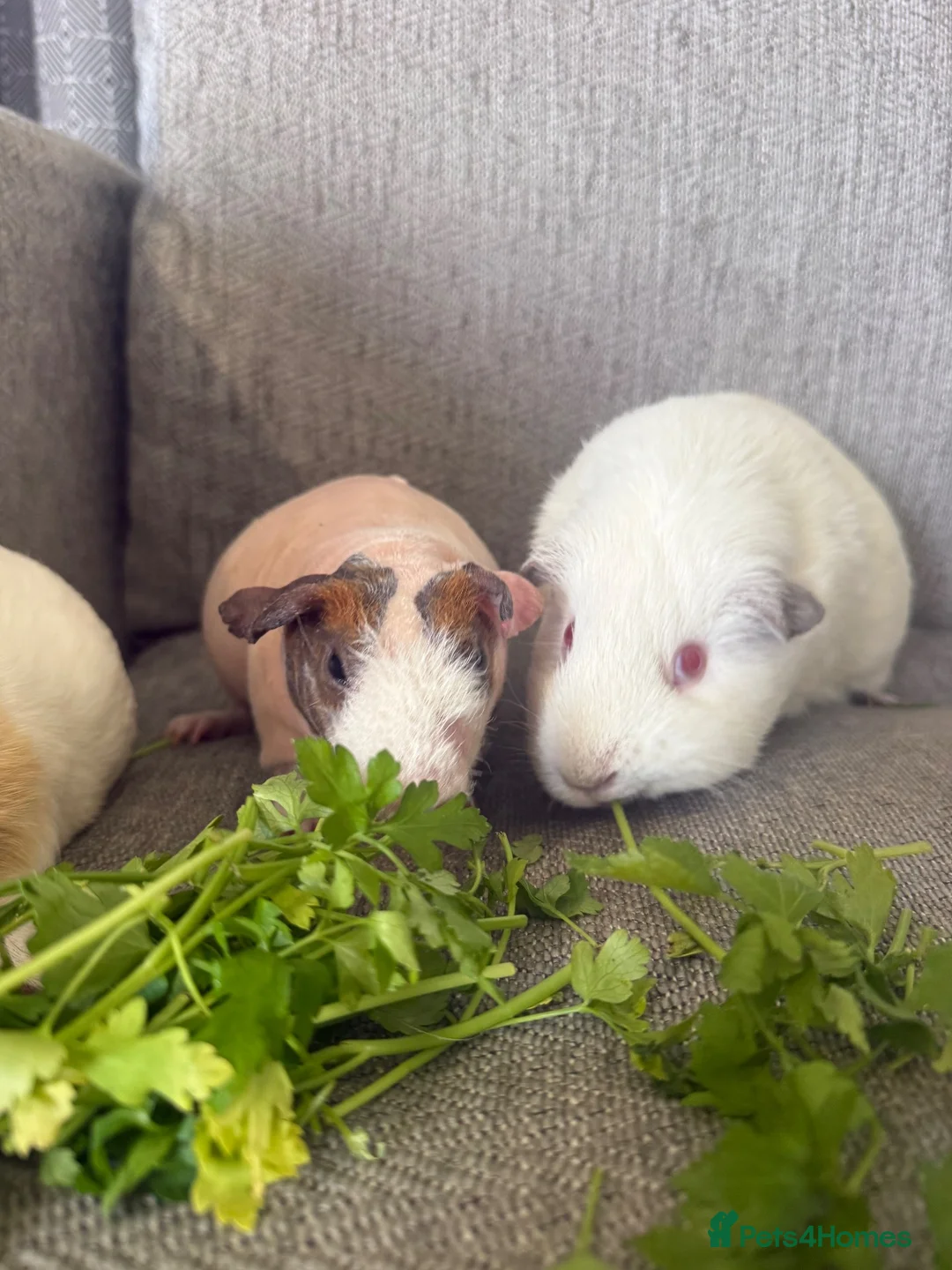 Guinea Pig rodents for sale: 3 female guinea pigs  - Advert 2