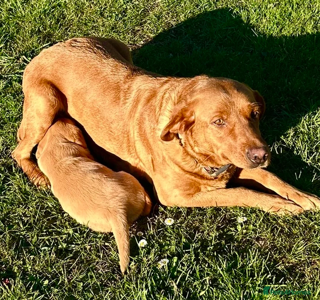 Goldador dogs for sale: Labrador -retriever -/Goldador puppies  - Advert 12