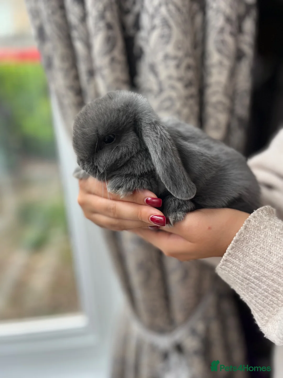 Mini Lop rabbits for sale: Baby Mini Lops - Advert 8