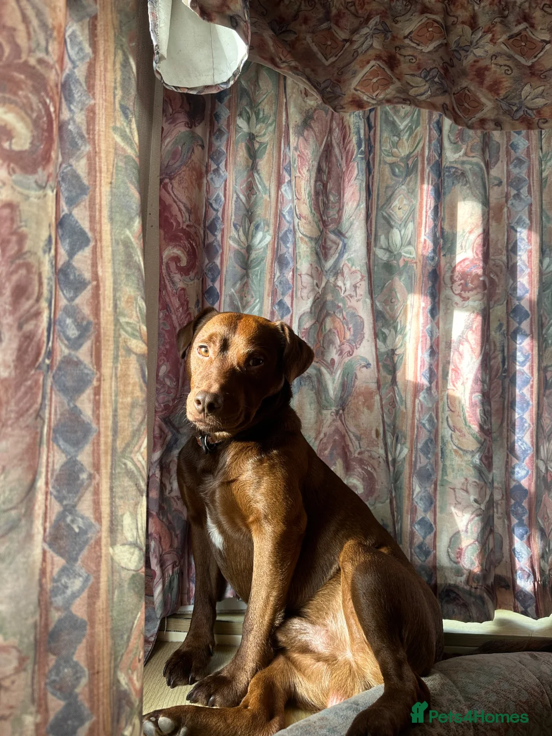 Patterdale Terrier dogs for sale: Boy patterdale  in Colyton - Advert 3