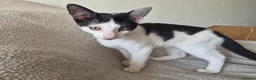 Mixed Breed cats for sale: Cheeky harlequin kittens - Advert 11