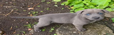 Blue male