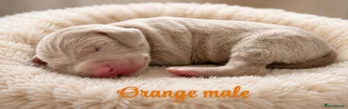 Weimaraner 3 orange male