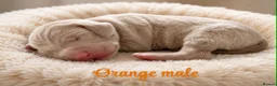 Weimaraner dogs for sale: Gorgeous silver Weimaraner puppies READY SOON !! - Advert 22