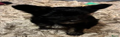 Chinese Crested 2